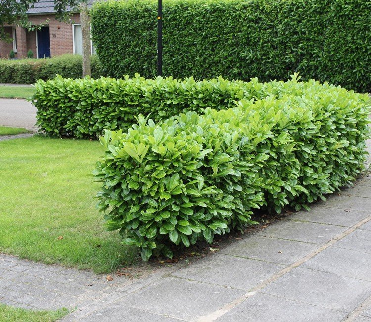 Een groene afscheiding tuin weinig onderhoud